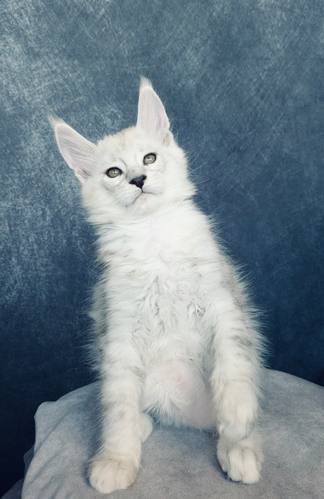 Black Silver Shaded Maine Coon male / Located in Ottawa