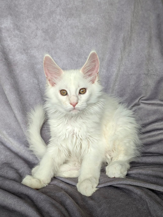 Red Shaded Maine Coon male / Located in Ottawa