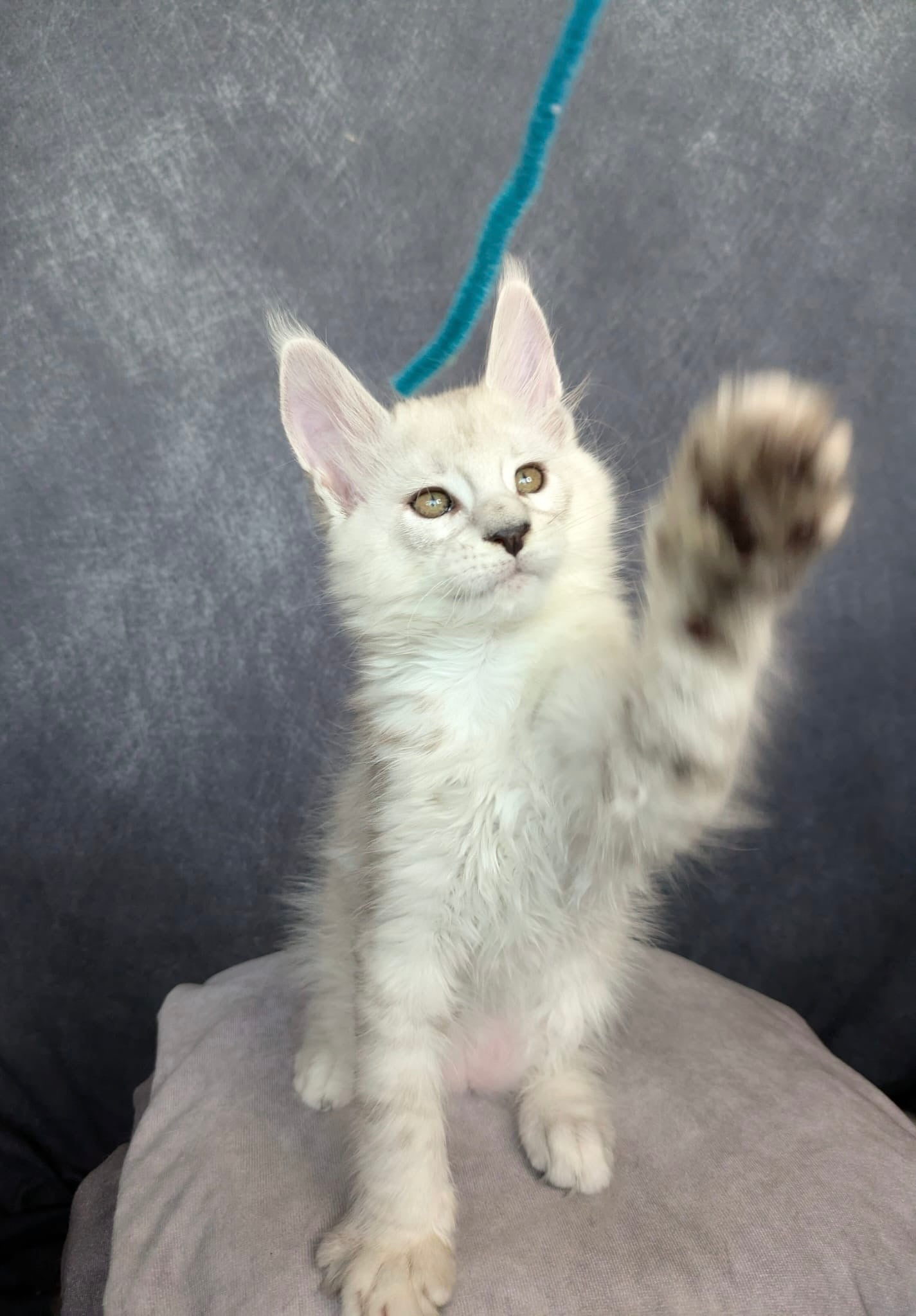 Black Silver Shaded Maine Coon male / Located in Ottawa