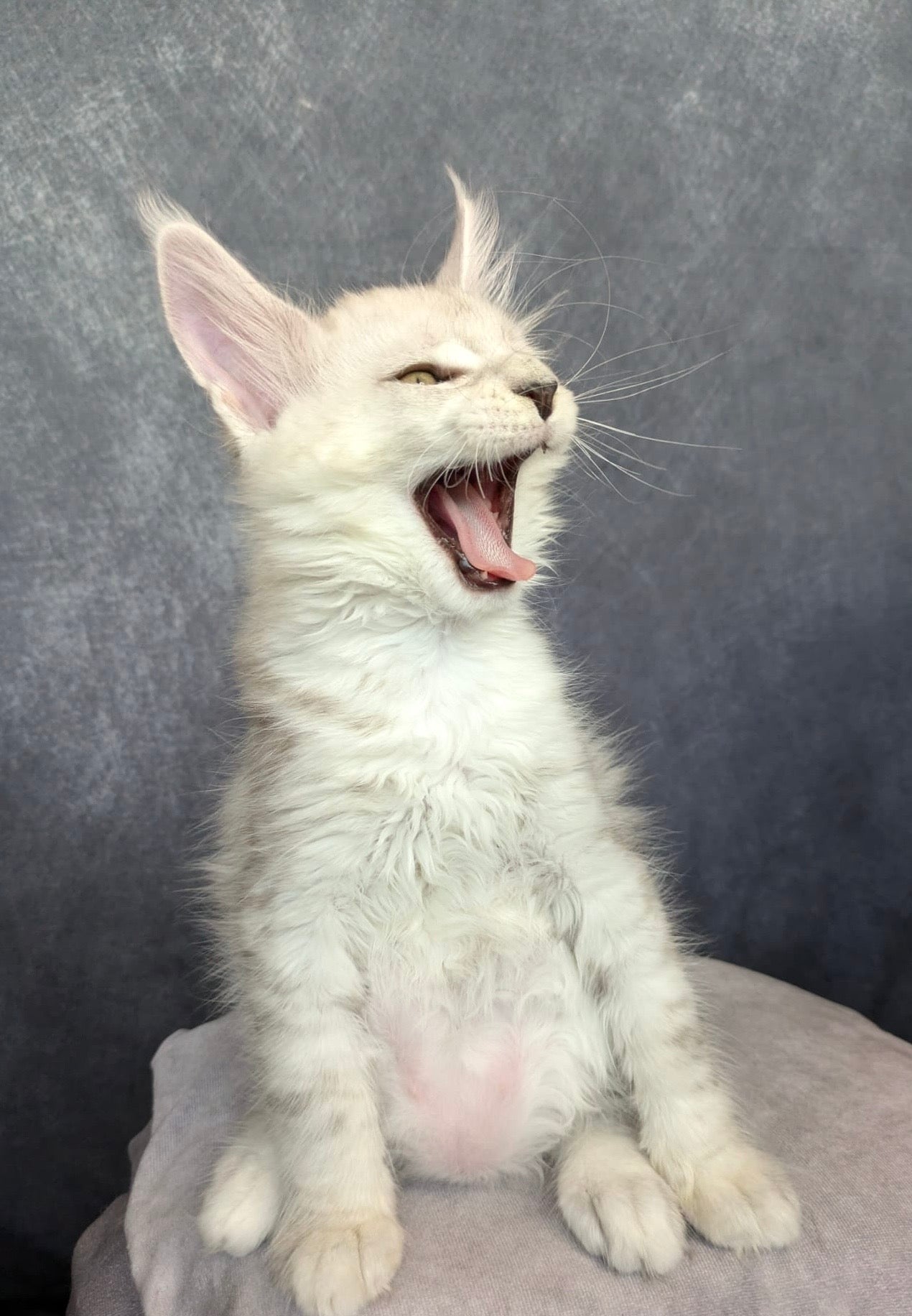 Black Silver Shaded Maine Coon male / Located in Ottawa