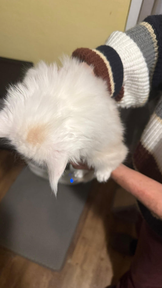 Red Shaded Tortie Maine Coon female / Located in Rochester area, US