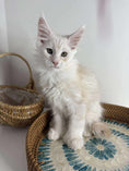 Load image into Gallery viewer, Red Shaded Maine Coon Polydactyl male - located in Ottawa area