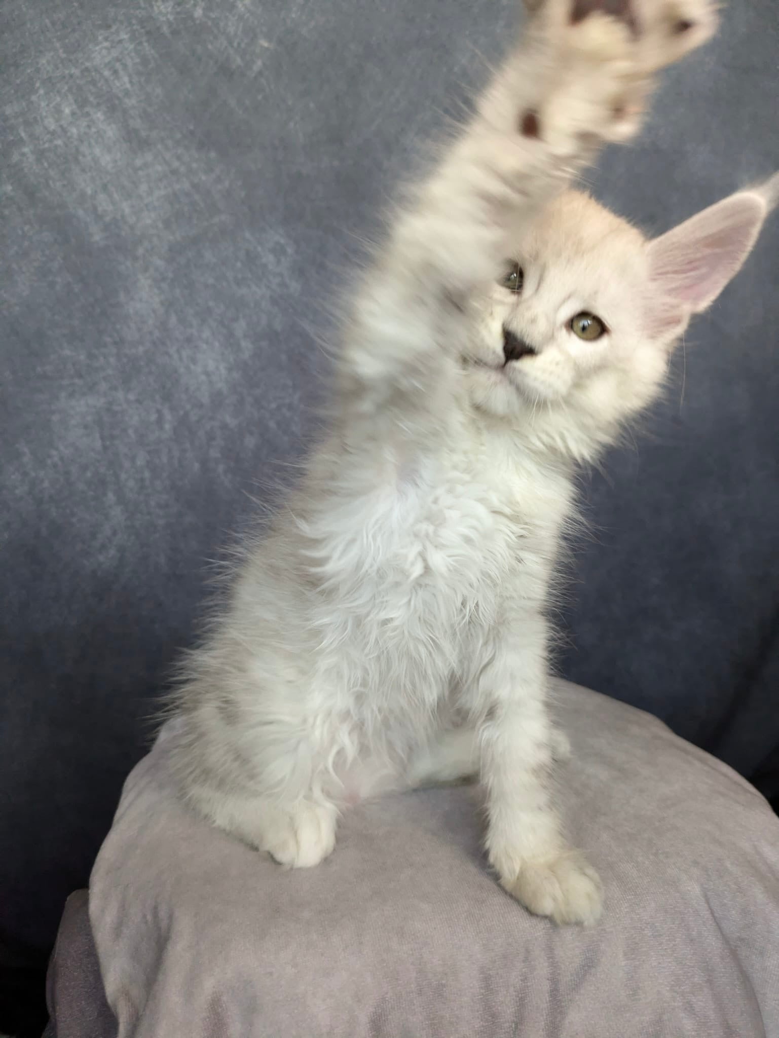 Black Silver Shaded Maine Coon male / Located in Ottawa