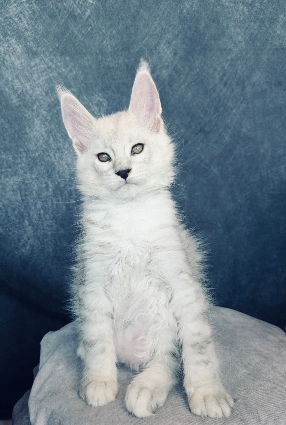 Black Silver Shaded Maine Coon male / Located in Ottawa