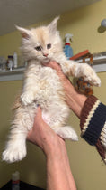 Load image into Gallery viewer, Red Silver Maine Coon Polydactyl male / Located in Rochester area, US