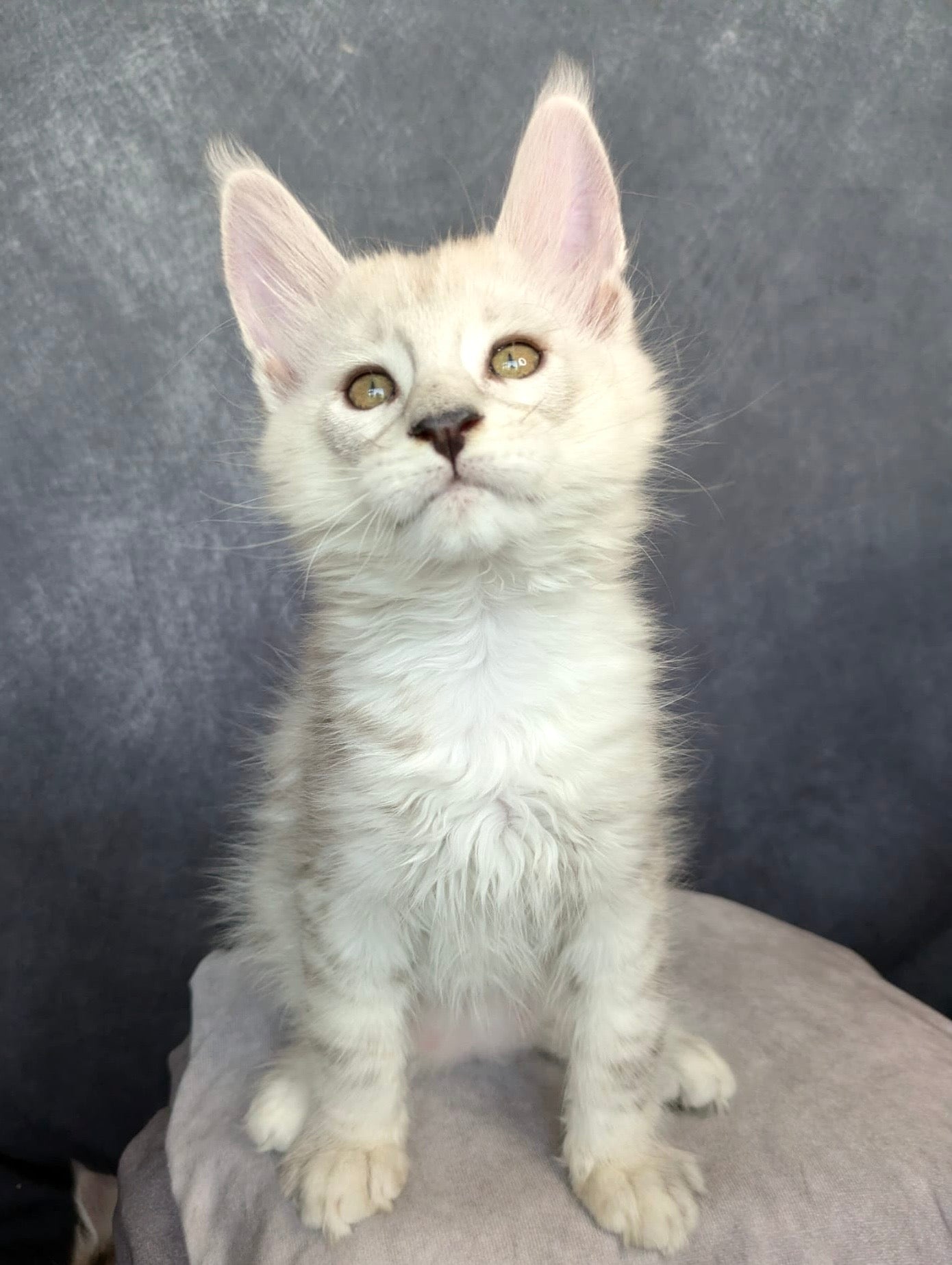 Black Silver Shaded Maine Coon male / Located in Ottawa