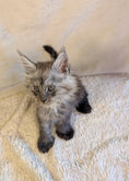Load image into Gallery viewer, Black Smoke Maine Coon Polydactyl male 2 - located in Toronto area