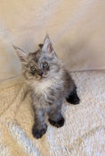Load image into Gallery viewer, Black Smoke Maine Coon Polydactyl male 2 - located in Toronto area