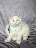 Load image into Gallery viewer, Red Shaded Maine Coon male / Located in Ottawa