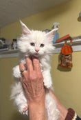 Load image into Gallery viewer, Red Shaded Tortie Maine Coon female / Located in Rochester area, US