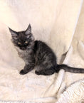 Load image into Gallery viewer, Black Smoke Maine Coon male - located in Toronto area