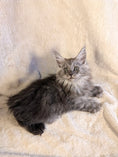 Load image into Gallery viewer, Black Smoke Maine Coon Polydactyl female - located in Toronto area