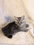 Load image into Gallery viewer, Black Smoke Maine Coon Polydactyl female - located in Toronto area