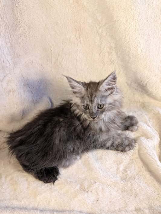 Black Smoke Maine Coon Polydactyl female - located in Toronto area