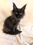 Load image into Gallery viewer, Black Maine Coon Polydactyl female 1 - located in Toronto area