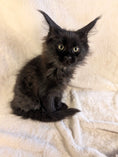Load image into Gallery viewer, Black Maine Coon Polydactyl female 1 - located in Toronto area