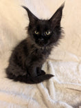 Load image into Gallery viewer, Black Maine Coon Polydactyl female 1 - located in Toronto area