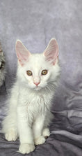 Load image into Gallery viewer, Red Shaded Maine Coon male / Located in Ottawa