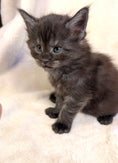 Load image into Gallery viewer, Black Smoke Maine Coon male - located in Toronto area