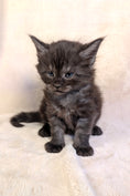 Load image into Gallery viewer, Black Smoke Maine Coon male - located in Toronto area