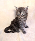 Load image into Gallery viewer, Black Silver Maine Coon male - located in Toronto area