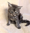 Load image into Gallery viewer, Black Silver Maine Coon male - located in Toronto area