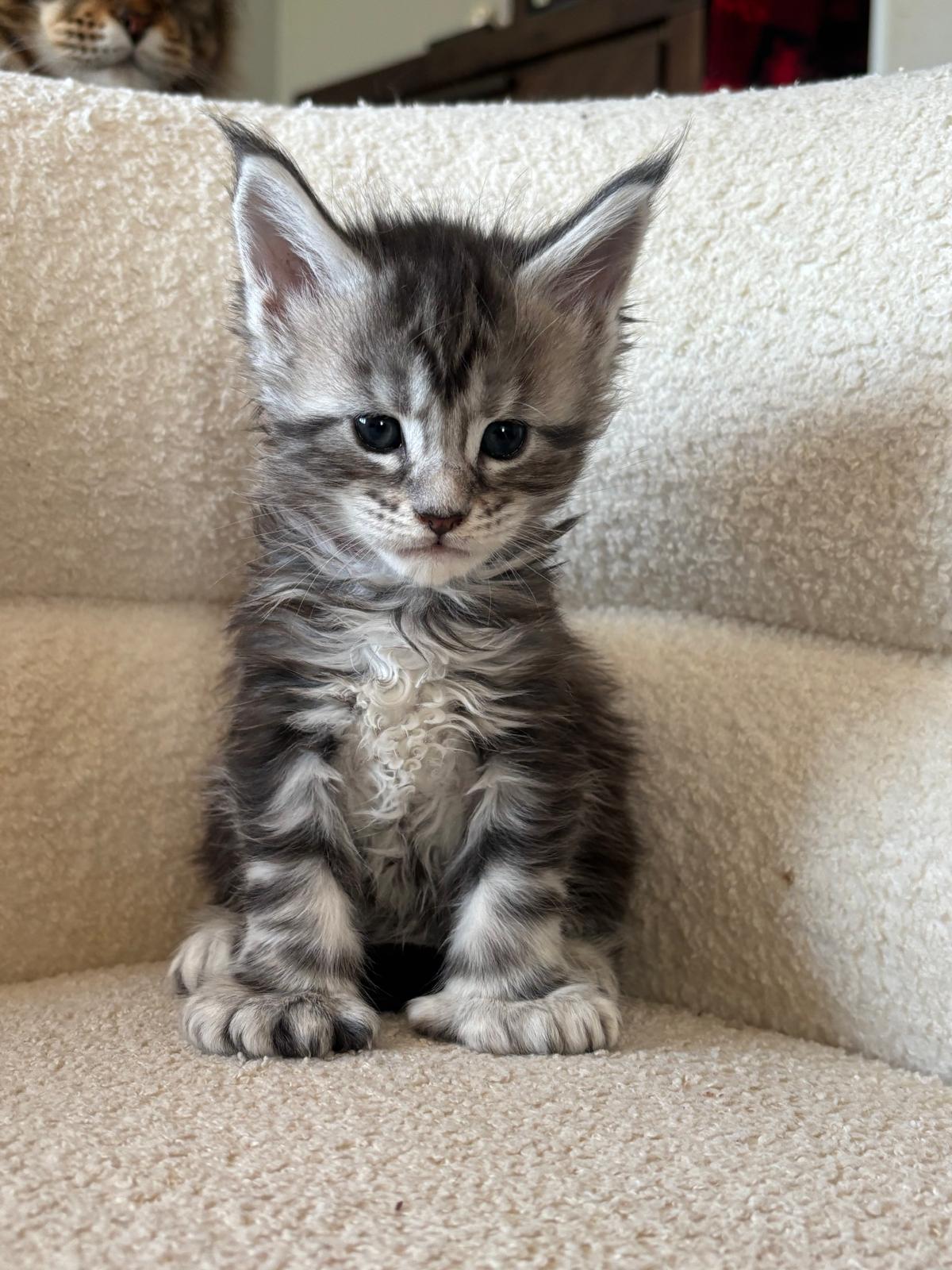 Black Silver Maine Coon Polydactyl female - located in Ottawa area - Barrhaven