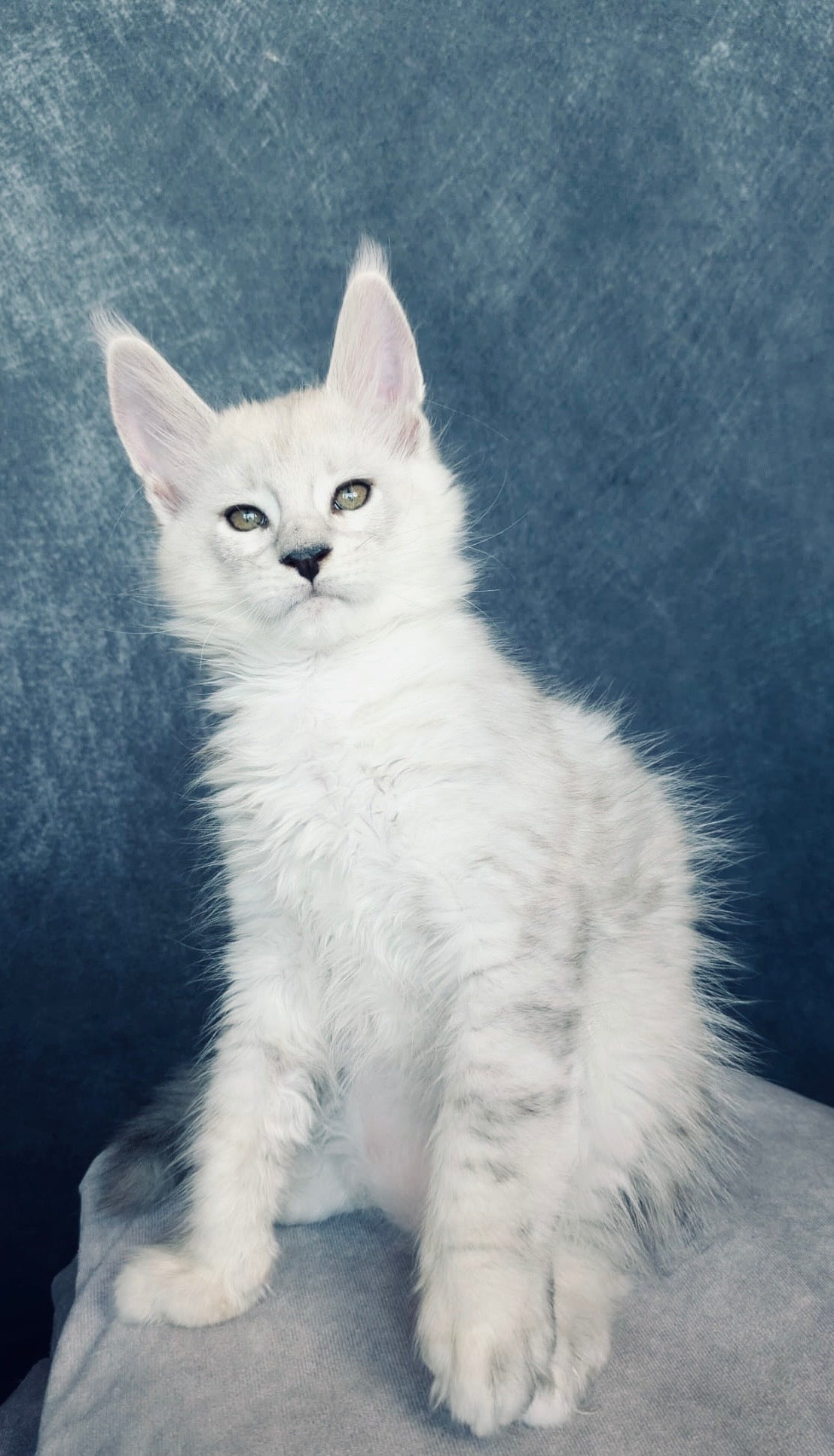 Black Silver Shaded Maine Coon male / Located in Ottawa