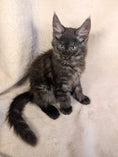 Load image into Gallery viewer, Black Smoke Maine Coon male - located in Toronto area