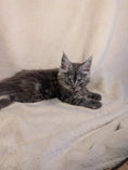 Load image into Gallery viewer, Black Silver Maine Coon male - located in Toronto area