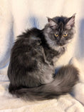 Load image into Gallery viewer, Black Smoke Maine Coon female - located in Toronto area