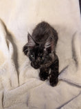 Load image into Gallery viewer, Black Smoke Maine Coon male - located in Toronto area