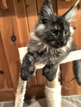 Load image into Gallery viewer, Black Smoke Maine Coon Polydactyl male 2 - located in Toronto area