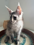 Load image into Gallery viewer, Silver Tortie Maine Coon female - 2 / Located in Ottawa area