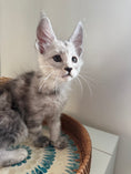 Load image into Gallery viewer, Pale Silver Maine Coon male / Located in Ottawa area