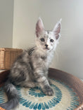 Load image into Gallery viewer, Pale Silver Maine Coon male / Located in Ottawa area