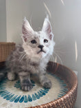 Load image into Gallery viewer, Pale Silver Maine Coon male / Located in Ottawa area