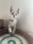 Load image into Gallery viewer, Pale Silver Maine Coon male / Located in Ottawa area