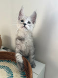 Load image into Gallery viewer, Pale Silver Maine Coon male / Located in Ottawa area