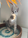 Load image into Gallery viewer, Pale Silver Maine Coon male / Located in Ottawa area