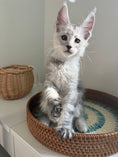 Load image into Gallery viewer, Pale Silver Maine Coon male / Located in Ottawa area