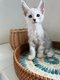 Load image into Gallery viewer, Black Silver Shaded Maine Coon male - 2 / Located in Ottawa area