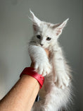 Load image into Gallery viewer, Black Silver Shaded Maine Coon male - 2 / Located in Ottawa area