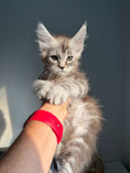 Load image into Gallery viewer, Black Silver Maine Coon male - 3 / Located in Ottawa area