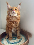 Load image into Gallery viewer, Red Maine Coon male - special needs / Located in Ottawa area