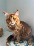 Load image into Gallery viewer, Red Maine Coon male - special needs / Located in Ottawa area