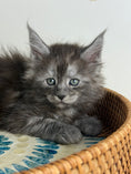 Load image into Gallery viewer, Black Smoke Maine Coon male - 1 / Located in Ottawa area
