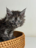 Load image into Gallery viewer, Black Smoke Maine Coon male - 1 / Located in Ottawa area