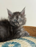 Load image into Gallery viewer, Black Smoke Maine Coon male - 1 / Located in Ottawa area