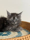 Load image into Gallery viewer, Black Smoke Maine Coon male - 1 / Located in Ottawa area